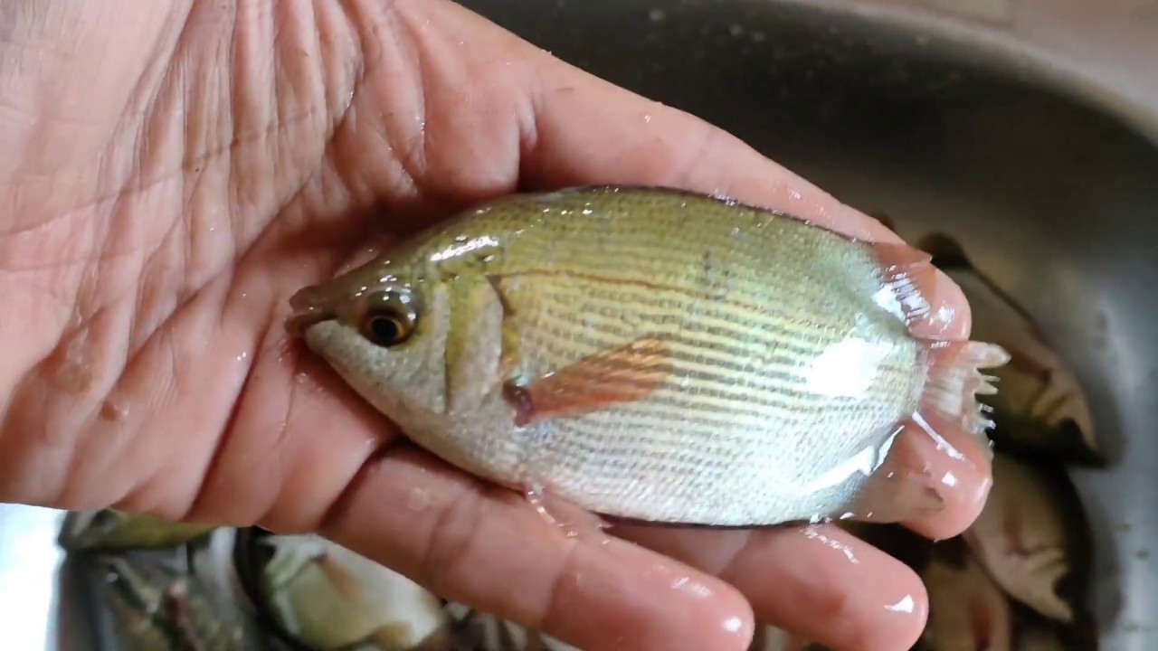 Mencoba Mancing Ikan Tembakang atau Ikan Biawan yang Susah Dipancing