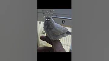 إنتاج كونتيننتال شسنت فلانك بلاك شيك اسبلت شاركول 2025 