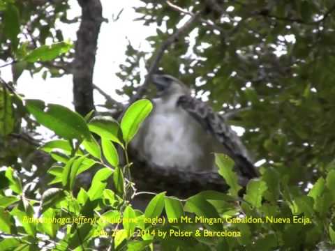 Philippine Eagle (Pithecophaga jefferyi) on Mt. Mingan, Luzon