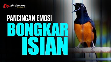 MURAI BATU GACOR PANCINGAN EMOSI BONGKAR MATERI FUL ISIAN