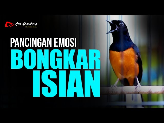 MURAI BATU GACOR PANCINGAN EMOSI BONGKAR MATERI FUL ISIAN class=