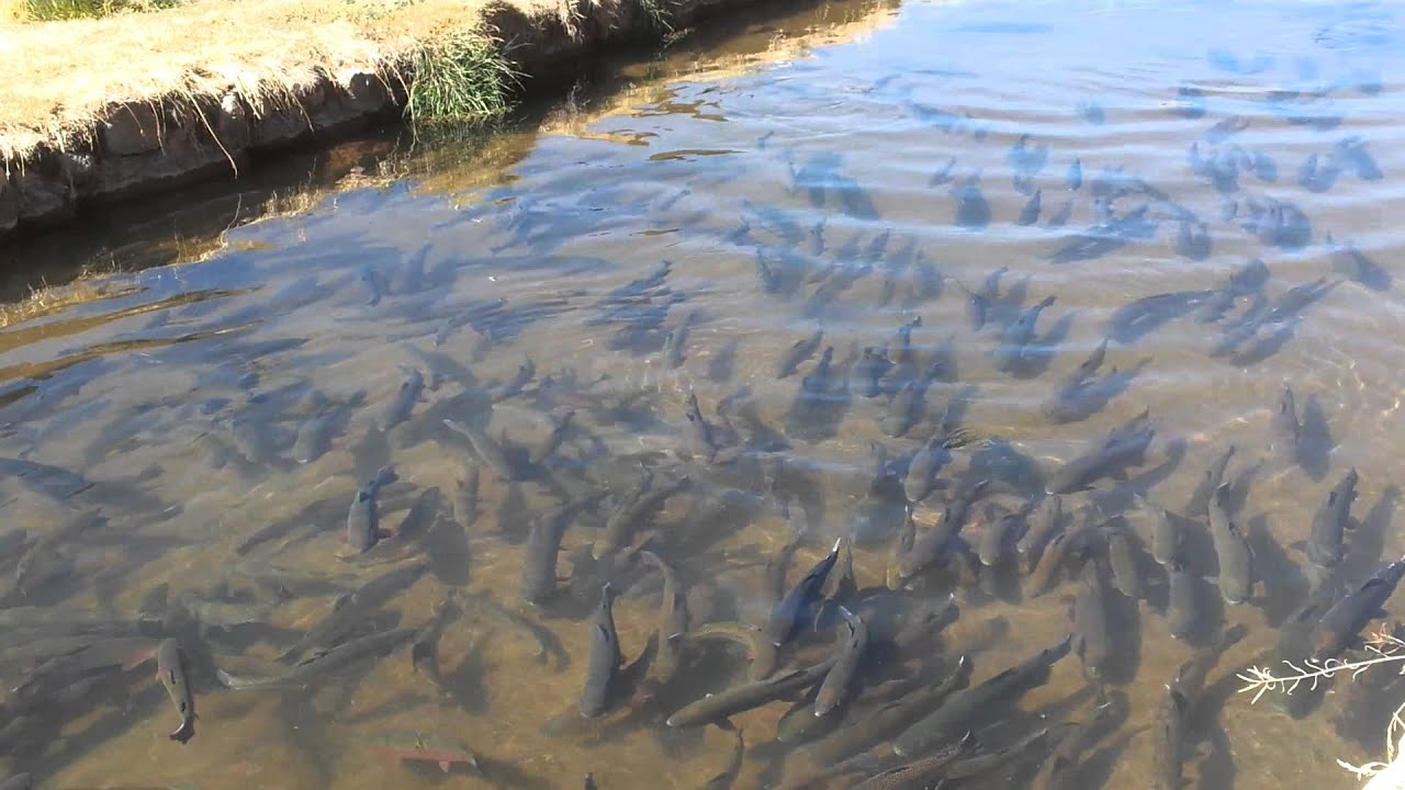 Piscigranja en huay huay