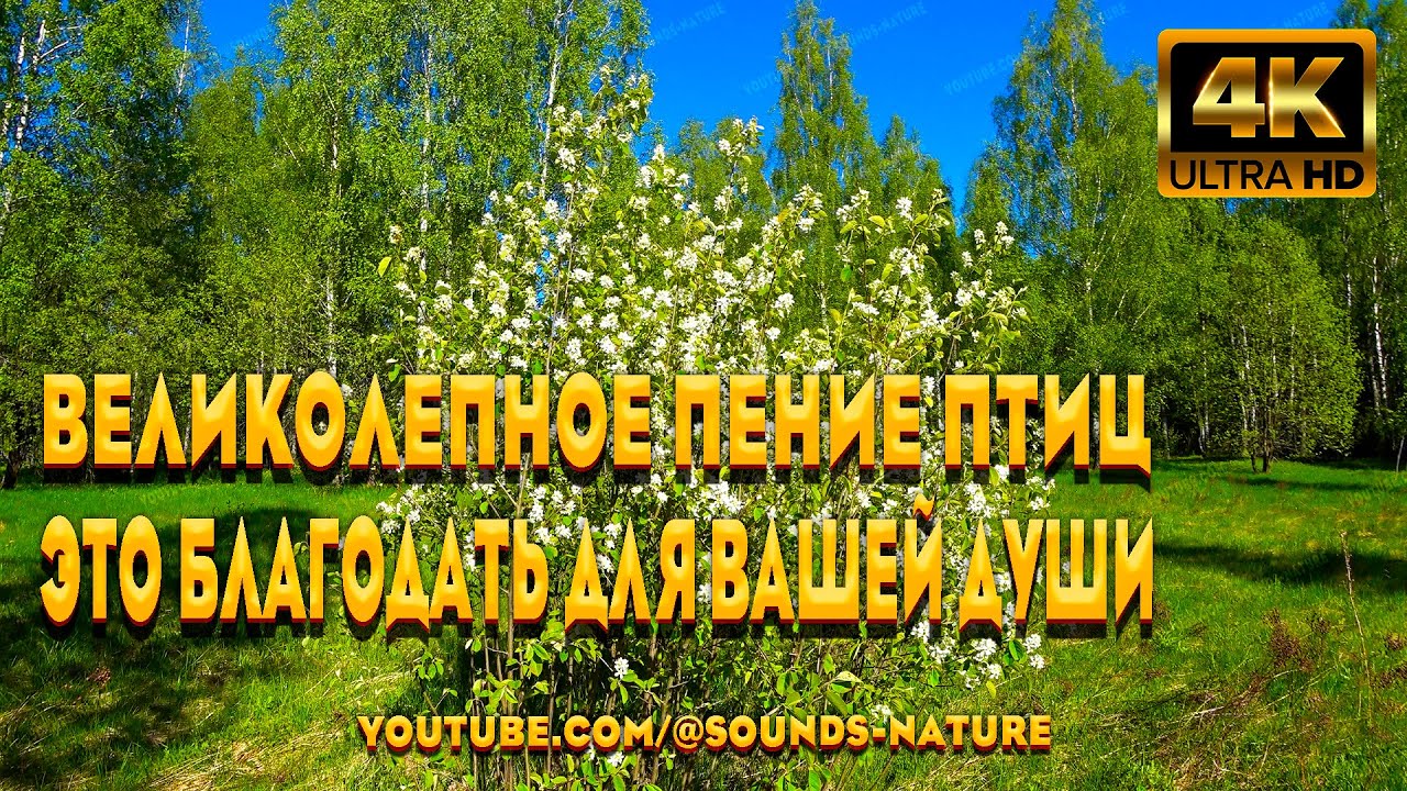 Наслаждайтесь Великолепным Пением Птиц В Лесу - Это Благодать Для Вашей ...
