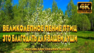 Наслаждайтесь Великолепным Пением Птиц В Лесу - Это Благодать Для Вашей Души И Тела! Звуки Природы.