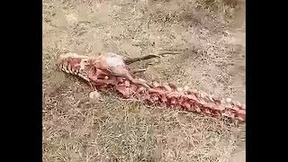 Mystery As 60ft Long Dragon Skeleton Suddenly Appears In China
