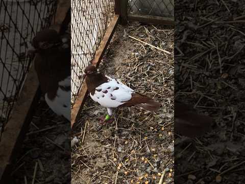 مسكت ذكرين حمام