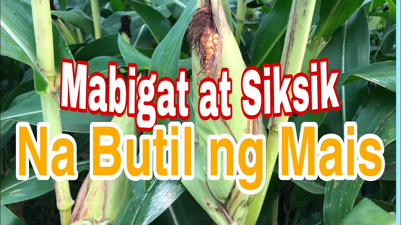 Gawing Mabigat at Siksik ang Butil ng Mais // Making the Seeds of Corn Heavier