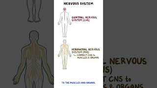Clinical Cuts: Anatomy and physiology of the nervous system