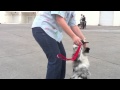Las Vegas Dog Training, Long Down and Distance Recall Las Vegas Dog Training, Long Down and Distance Recall