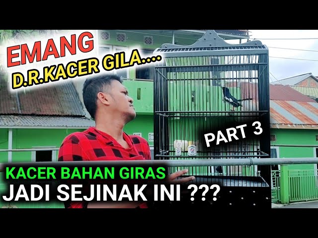 PART 3 INI YANG KALIAN TUNGGU | MERAWAT KACER GIRAS 3 HARI AJA UDAH GINI class=