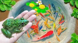Amazing Catching Fish Technique | Unbelievable Catch Frogs, Ornamental Fish, Surprise Colorful Eggs