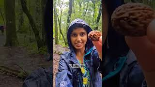 रुद्राक्ष फॉरेस्ट फैक्ट by @kk.create.original #nature #travel #Rudraksha  #NaturalVlogs #facts