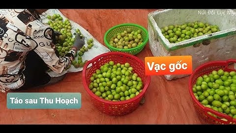 Táo Vạc Gốc Sau Thu Hoạch - Cây Táo Giống 0368052750 l Núi Đồi Lục Ngạn