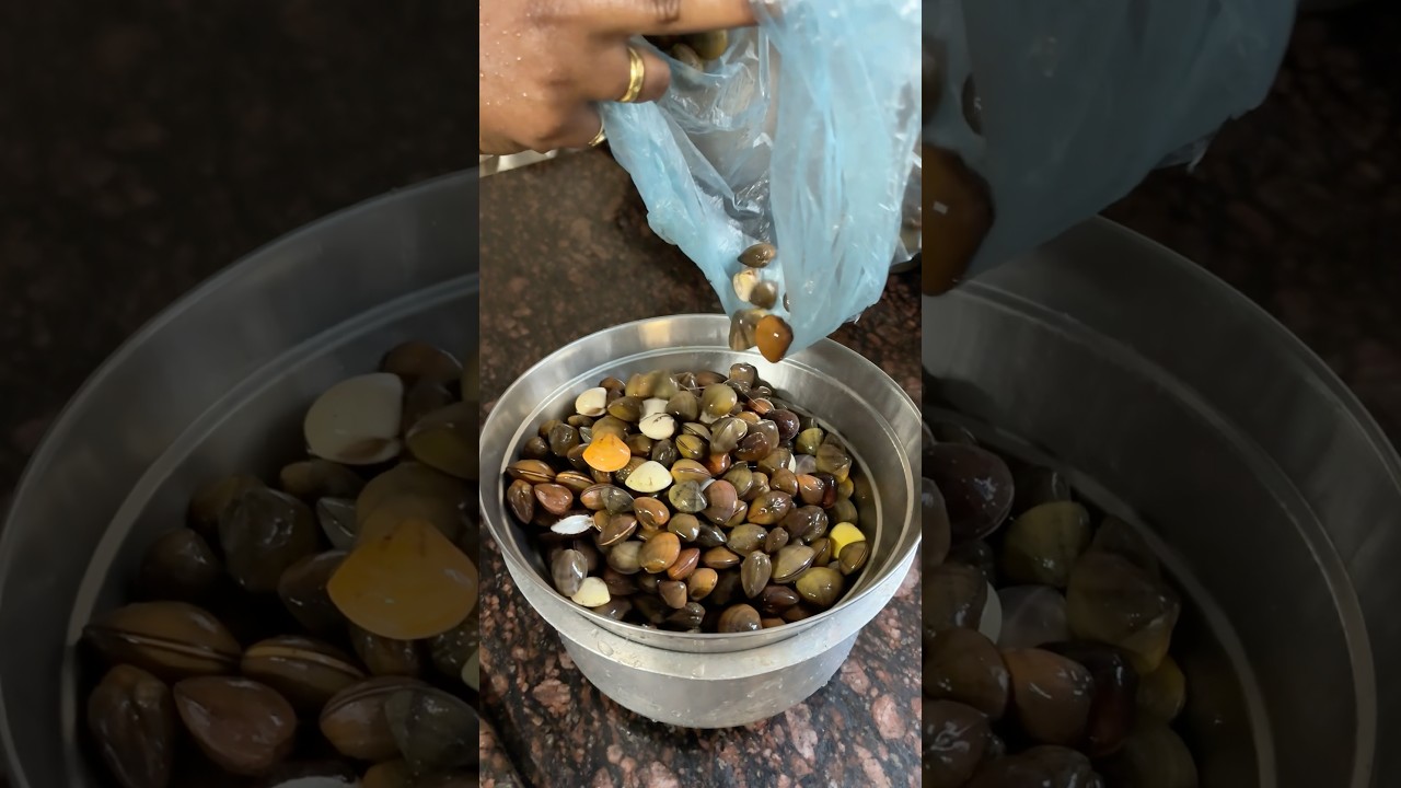 खाडीत मिळणारे "लाळीये शिंपले"  | Salt Water Clams