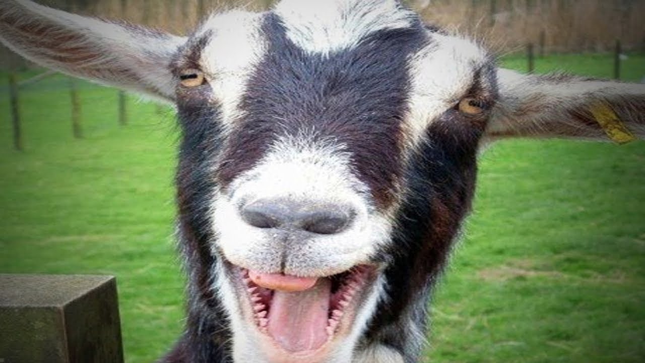  Funny  Goats   Funny  and Cute Goats  Full Funny  Pets 