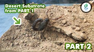 Desert Enclosure Build using Desert Substrate - PART 2 by dna design 4,210 views 3 years ago 9 minutes, 21 seconds
