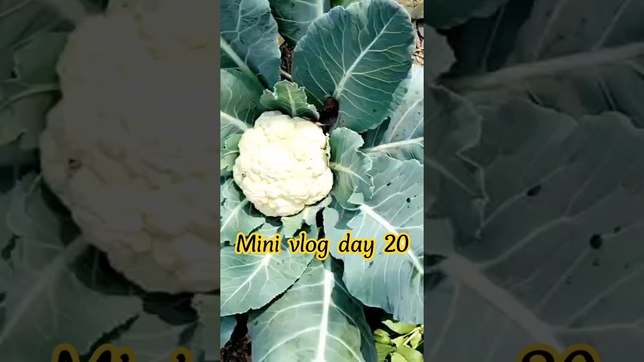 mini vlog day of 20 #like #food #minivlog #minivlog #sascribe #music #shortvideoformat #vlogger