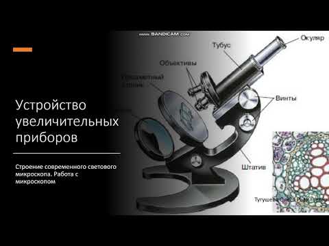 6 класс Устройство увеличительных приборов Строение светового микроскопа Работа с микроскопом