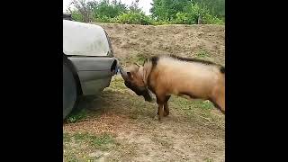 Famous The goat got angry at the car. /Wildlife Profile
