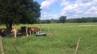 Zamorina octubre 2014