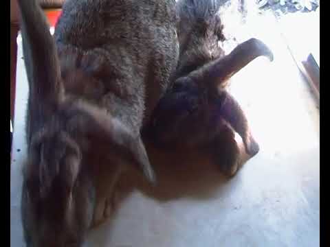 დამწყები მებოცვრის 3 თვიანი შედეგები და პირველი გაუმართლებლობა!