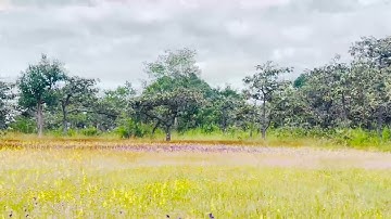 ผาหลวงทุ่งดอกไม้ป่านามพระราชทาน เบ่งบานรอรับนักท่องเที่ยว