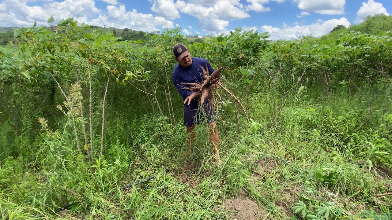 INDO NA ROÇA DE PAI BUSCAR SOBRAS DE MACAXEIRA PARA FAZER RAÇÃO PROS ANIMAIS!!!
