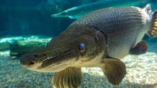 Aquarium Monster Fish (Alligator Gar)