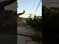 عنوان الكرامة عنوان الكرامة