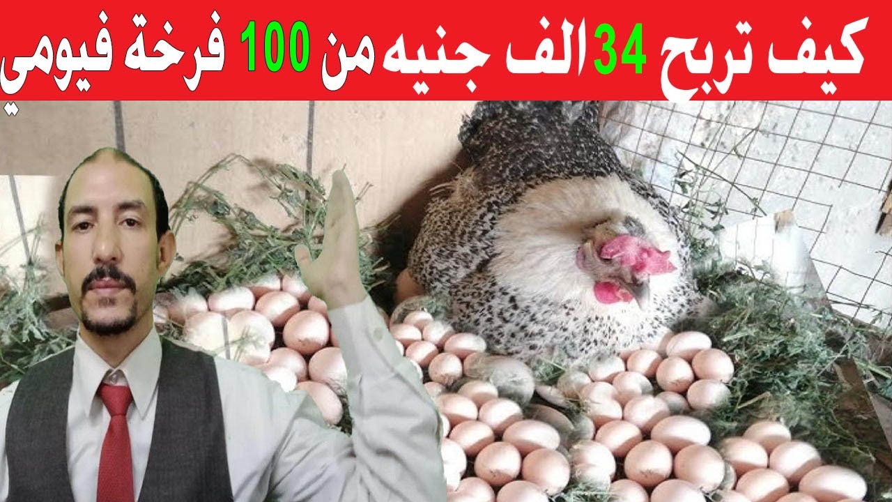 🎯 مشروع بـ1200 جنيه بس وصافي ربح 34 ألف! تربية 100 كتكوت فيومي من البداية للنهاية