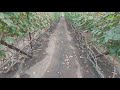 Виноградник в теплице в открытом грунте и школка на 15.10.2021