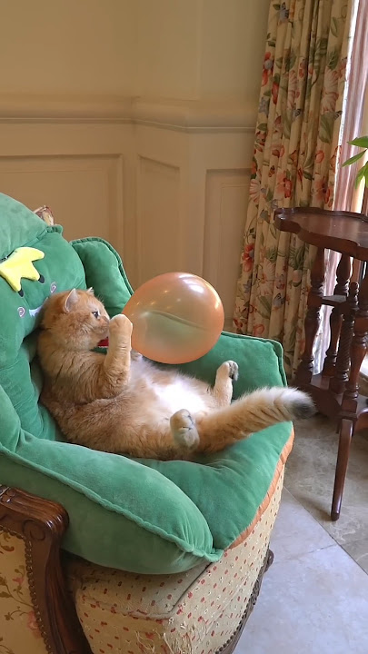 Cat 🐈 & cute baby 🐥 laughing video #funnyvideo #cutebaby  #comedy #laugh #shorts
