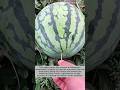 Watermelon Reveal! One Small Trigger Makes the Watermelon Open Up