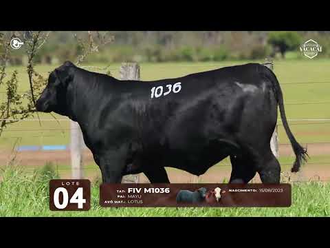 LOTE 04   TAT M1036 F Brangus