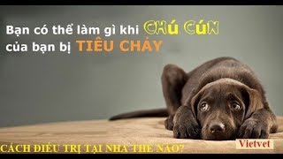 Cách chữa bệnh đường ruột cho chó tại nhà