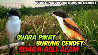 Download Mp3 SUARA PIKAT BURUNG CENDET ||SUARA ASLI ALAM Gudang lagu Download Mp3 SUARA PIKAT BURUNG CENDET ||SUARA ASLI ALAM