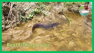 Primitive Hand Fishing in Rainy Water Rice Field ! Traditional Fishing Video