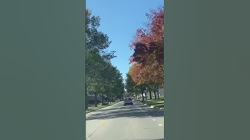 #amazing fall colors red maple tree