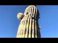 Saguaro of the day carmelio will spike you badly   located in vail az  