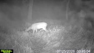 BIG IOWA 8 POINT WHITETAIL IN VELVET 