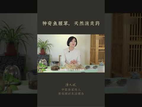 神奇鱼腥草，天然消炎药：鱼腥草是古代中国人吃的蔬菜，也是中药。身体任何地方有炎症，或长痘，都可以喝鱼腥草水 #鱼腥草 #消炎 #祛痘 #中医养生 #食疗养生 #允斌顺时生活 #饮食养生作家陈允斌