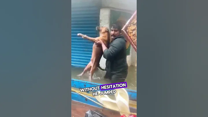 This Man Saves Dog from Drowning! ❤️