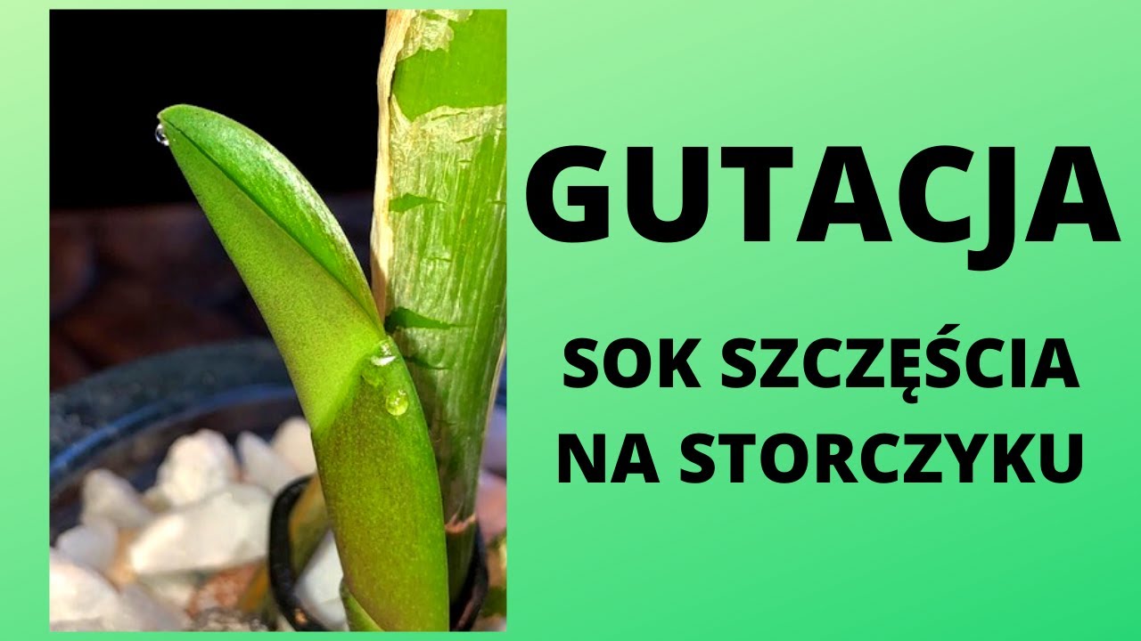 Gutacja - sok szczęścia na storczyku. Dlaczego storczyk się klei, lepi?