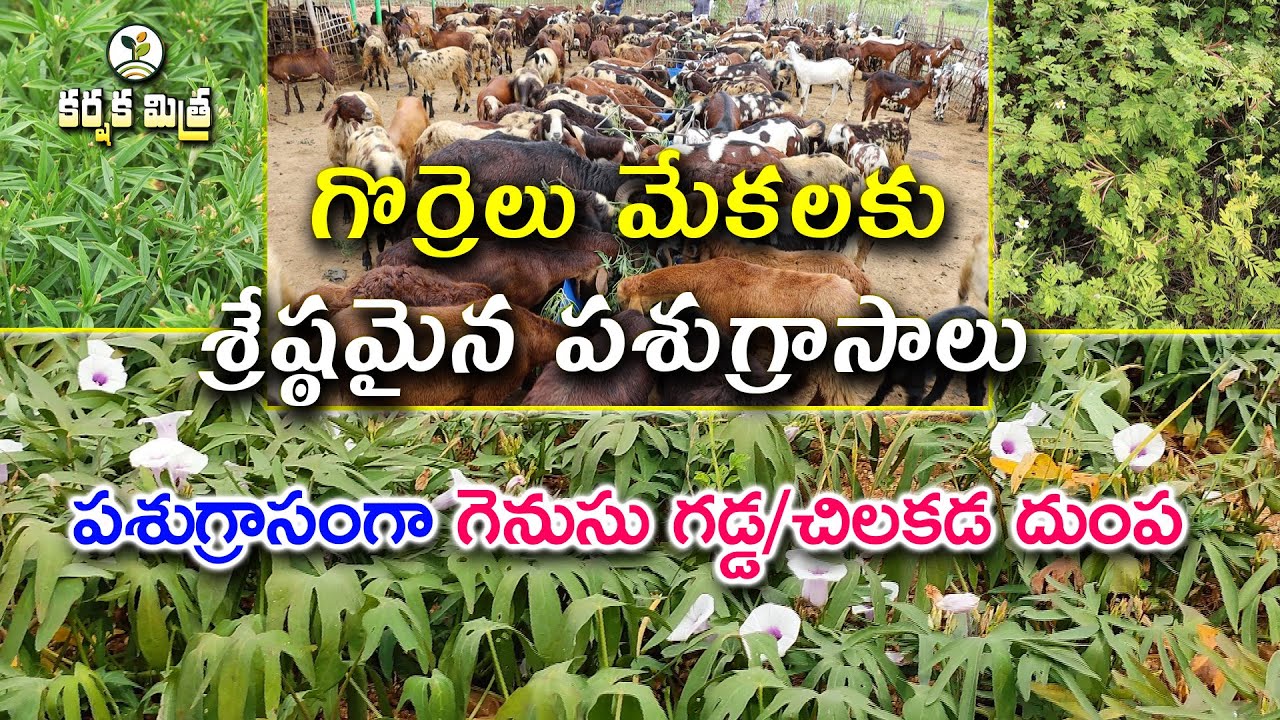 గొర్రెలు మేకలకు పచ్చిగడ్డిగా చిలకడ దుంప || The Best Fodder for Sheep and Goats || Karshaka Mitra
