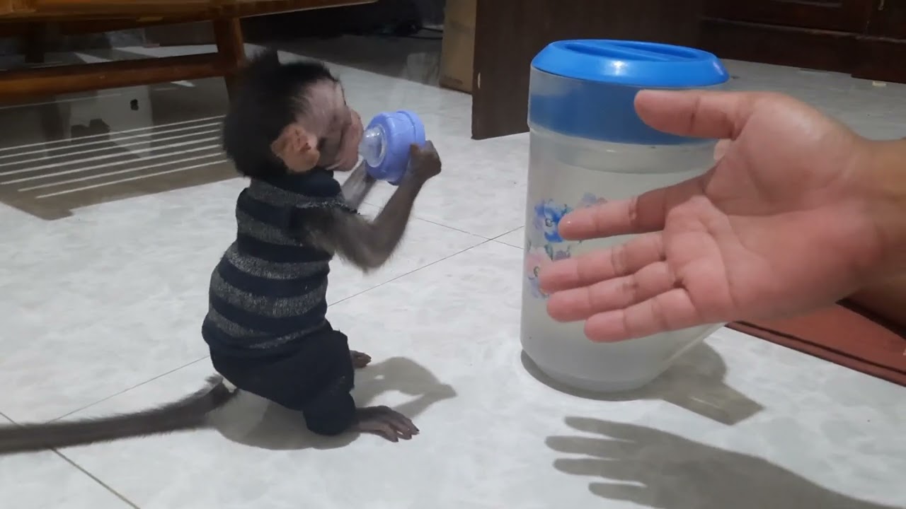 Routine morning to prepare drink two hungry baby monkey