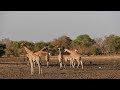 Kordofan Giraffes at Zakouma National Park - Chad