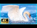 4k Peaceful Lake Video &amp; Relaxing Piano Music 🐦 Canadian Goose, Swans and Seagulls 3 hours 4K UHD