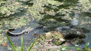 Alligator lays beside softshell turtle and wishes he were a little bigger in The Villages, Florida