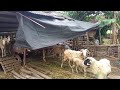 KELOMPOK KANDANG DOMBA
