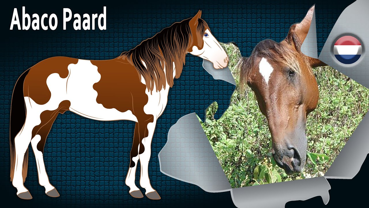 Abaco Paard, unieke Spaanse paarden, inmiddels uitgestorven, Paarden rassen